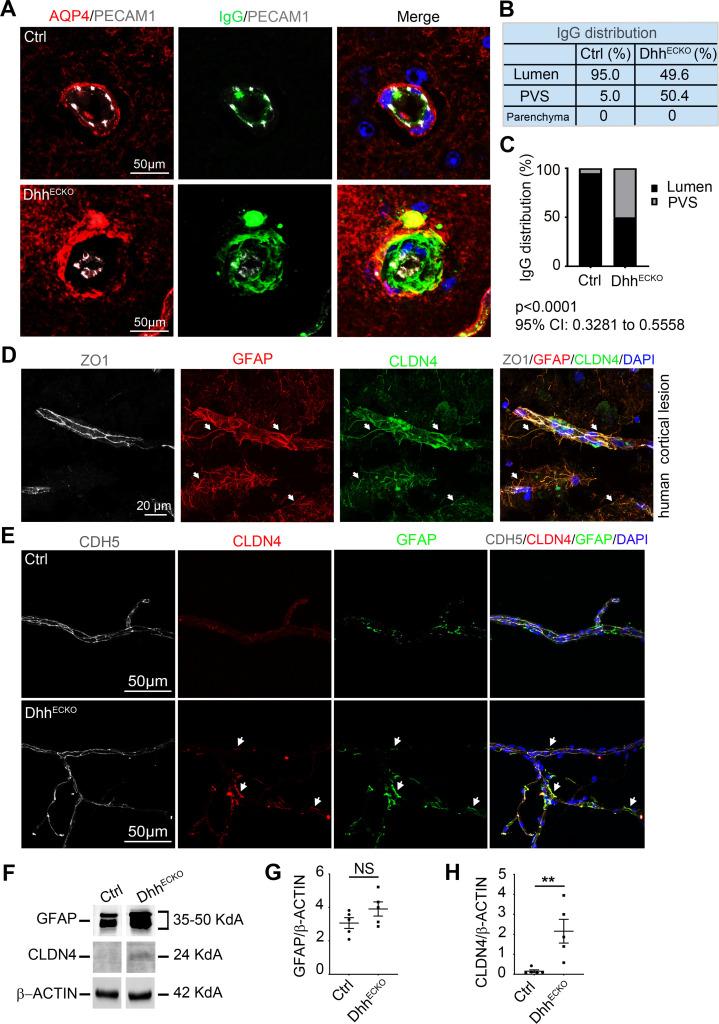 https://cdn.ncbi.nlm.nih.gov/pmc/blobs/4cac/7728400/f4f0f7b11531/pbio.3000946.g004.jpg