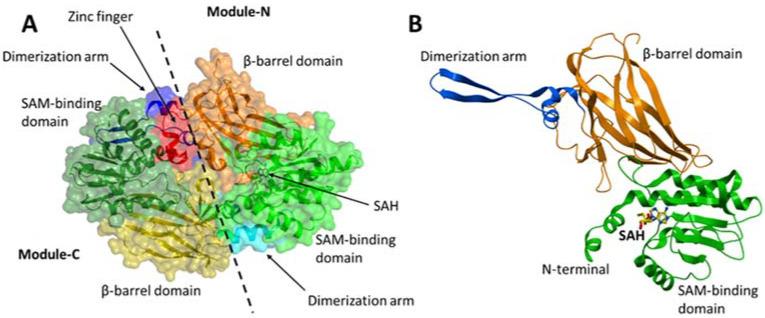 https://cdn.ncbi.nlm.nih.gov/pmc/blobs/4cac/8399567/36171af70822/life-11-00768-g003.jpg