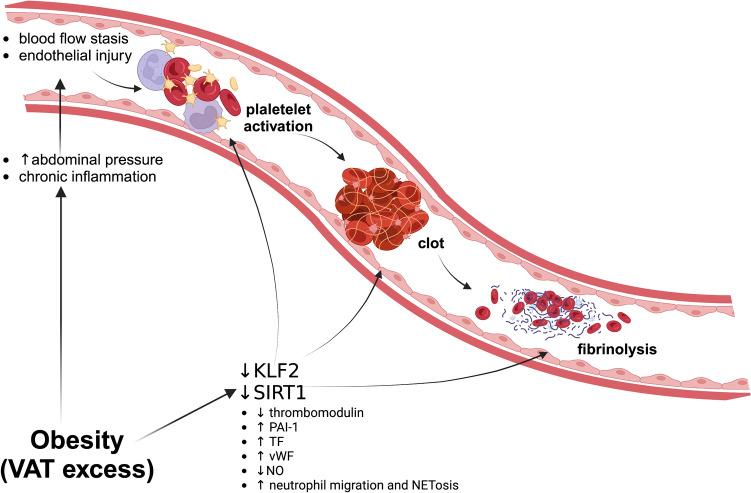 https://cdn.ncbi.nlm.nih.gov/pmc/blobs/4cb2/11794390/45ec7eb7cdb8/11739_2024_3765_Fig1_HTML.jpg