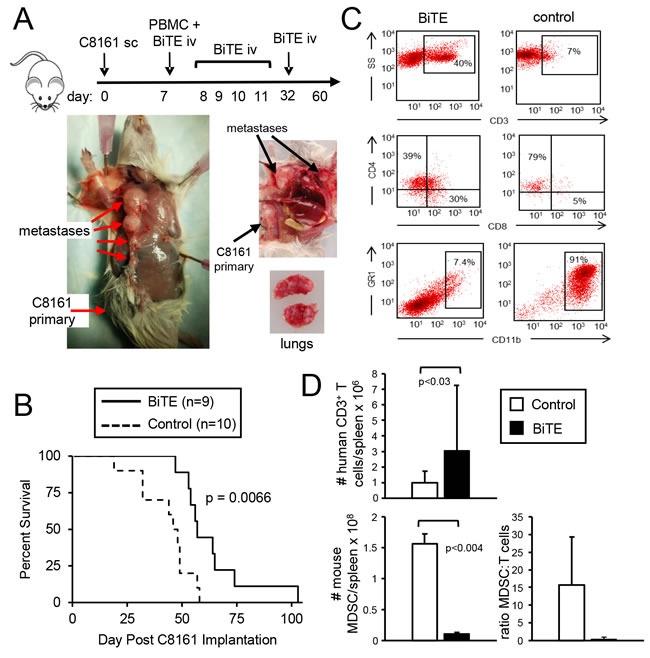 https://cdn.ncbi.nlm.nih.gov/pmc/blobs/4cb2/5601626/11810fff7a3c/oncotarget-08-57964-g008.jpg