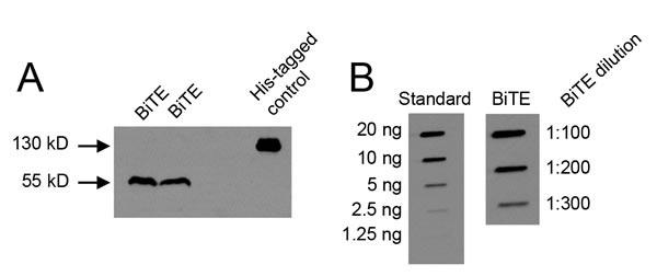 https://cdn.ncbi.nlm.nih.gov/pmc/blobs/4cb2/5601626/c4616062a876/oncotarget-08-57964-g001.jpg