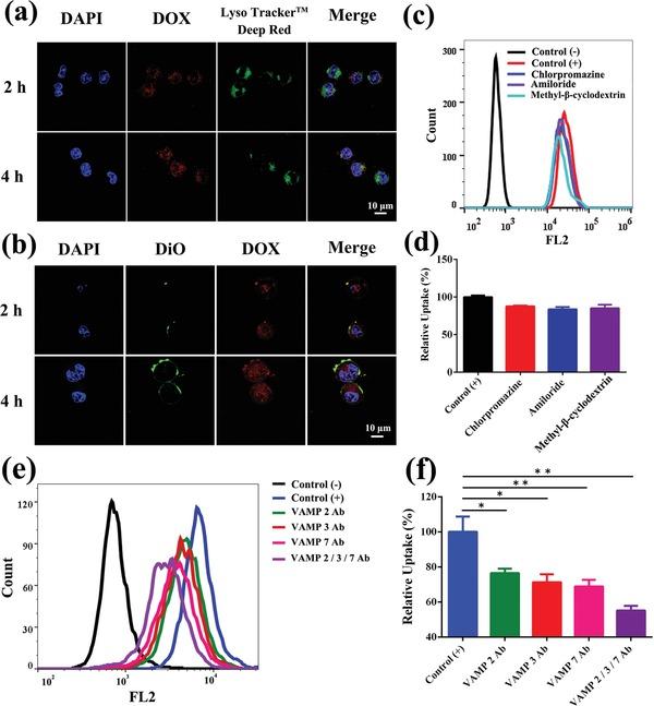 https://cdn.ncbi.nlm.nih.gov/pmc/blobs/4cb2/7001653/c0039ac890ef/ADVS-7-1901293-g003.jpg