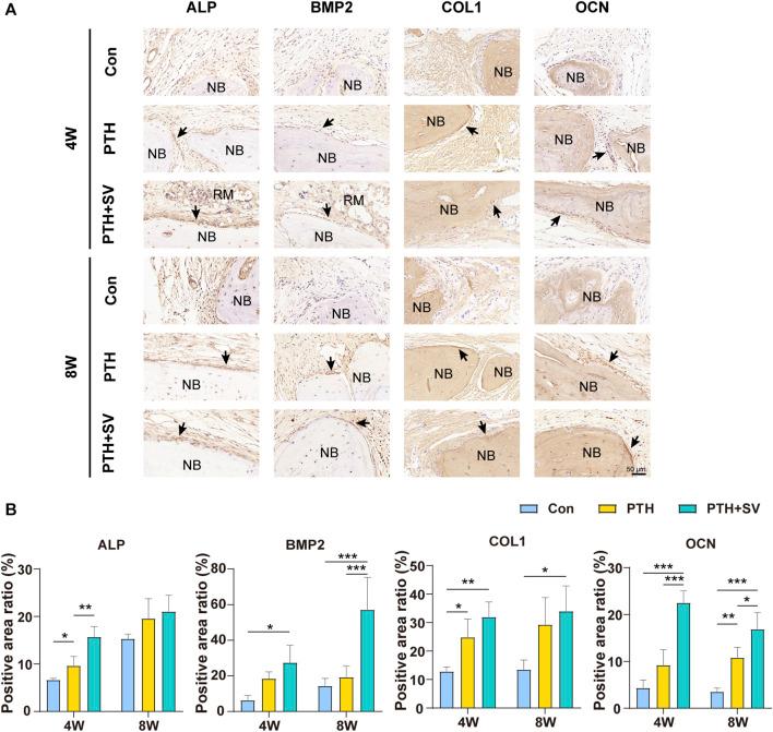 https://cdn.ncbi.nlm.nih.gov/pmc/blobs/4cb4/10865375/69c3fbd98892/fbioe-12-1355019-g007.jpg