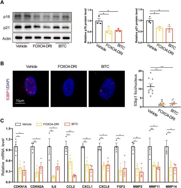 https://cdn.ncbi.nlm.nih.gov/pmc/blobs/4cb5/12081420/5cbb59b2f0aa/fphar-16-1506518-g002.jpg