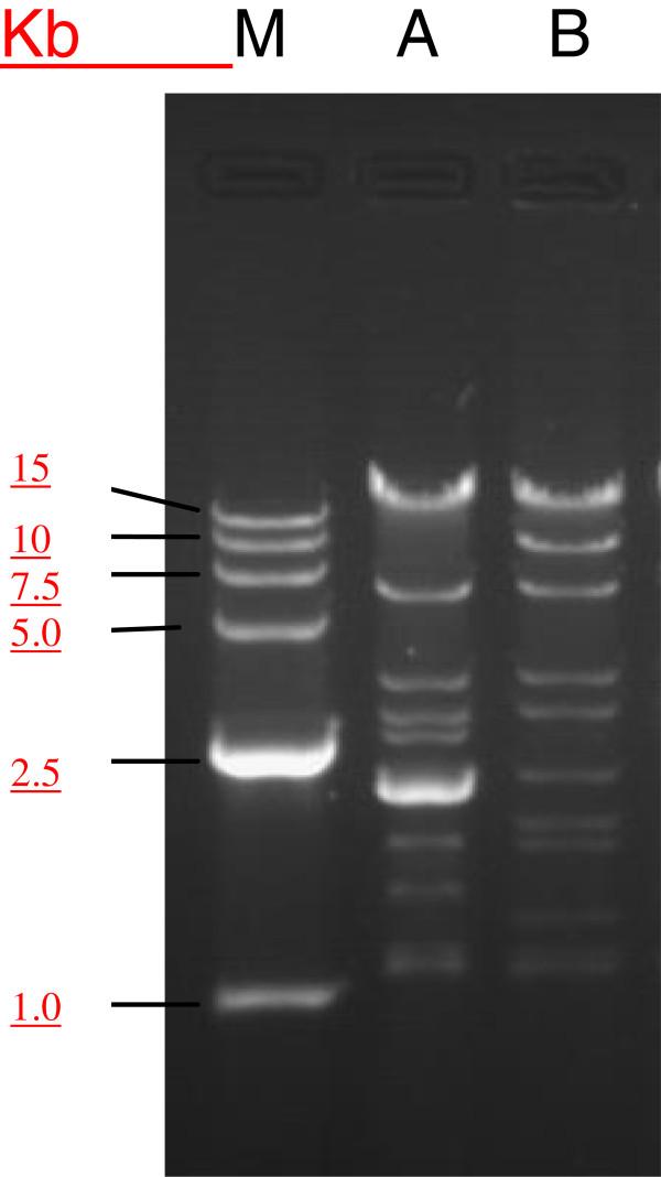 https://cdn.ncbi.nlm.nih.gov/pmc/blobs/4cba/4029178/8d7134e6b1af/1471-2180-13-282-1.jpg