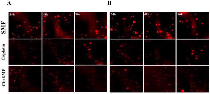 https://cdn.ncbi.nlm.nih.gov/pmc/blobs/4cbd/10924938/143277dd0af2/41598_2024_56605_Fig3_HTML.jpg