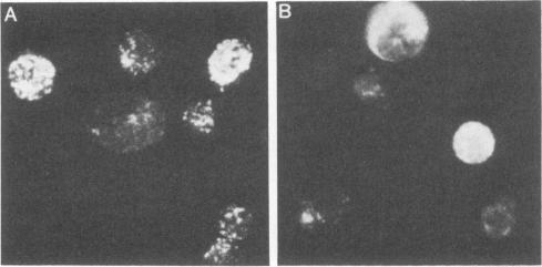 https://cdn.ncbi.nlm.nih.gov/pmc/blobs/4cc2/254519/3ad0f18b4152/jvirol00127-0300-a.jpg