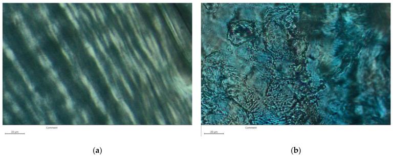 https://cdn.ncbi.nlm.nih.gov/pmc/blobs/4cc3/9959284/34bd728c9075/polymers-15-00841-g005.jpg