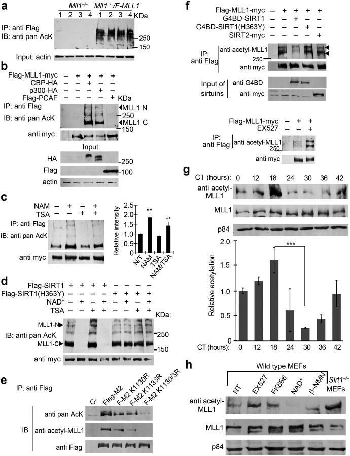 https://cdn.ncbi.nlm.nih.gov/pmc/blobs/4cc5/4732879/7039ac1be341/nihms664249f3.jpg