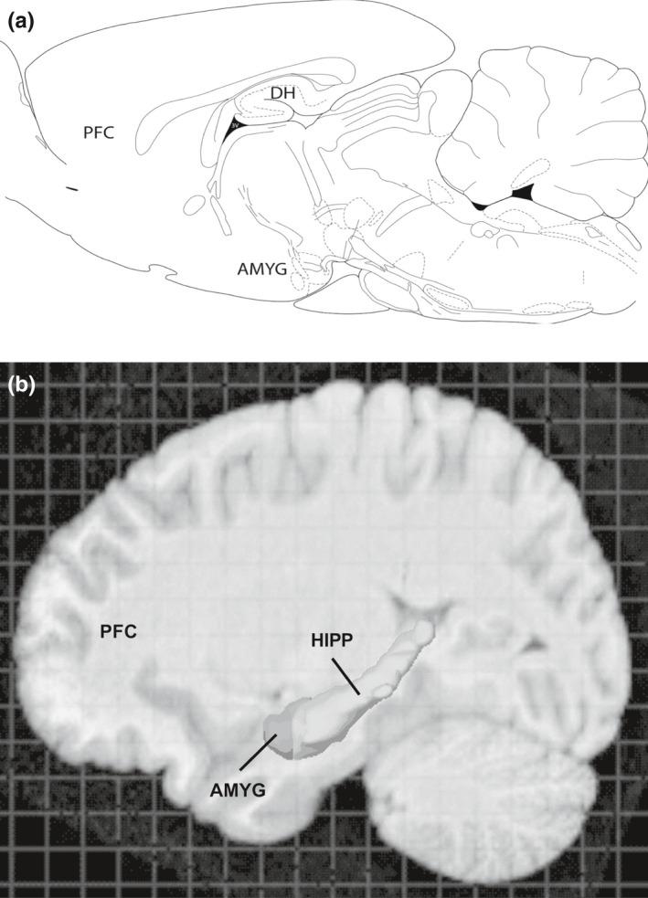 https://cdn.ncbi.nlm.nih.gov/pmc/blobs/4cc5/7496972/7c6515c97427/EJN-52-2466-g001.jpg