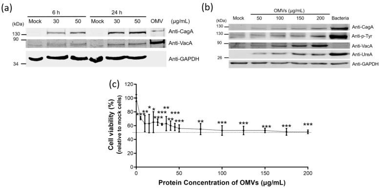 https://cdn.ncbi.nlm.nih.gov/pmc/blobs/4cc9/8069053/84e73ccfd19b/ijms-22-03942-g005.jpg