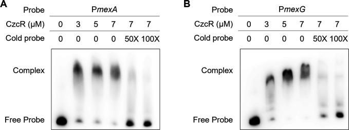 https://cdn.ncbi.nlm.nih.gov/pmc/blobs/4cd2/10581170/cf66b1a2ad82/spectrum.01123-23.f004.jpg