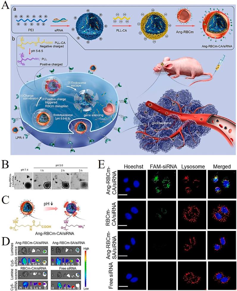 https://cdn.ncbi.nlm.nih.gov/pmc/blobs/4cd4/10767221/074e14560ff4/gr7.jpg