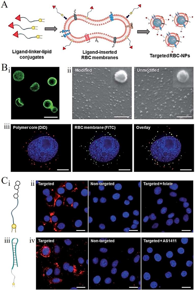 https://cdn.ncbi.nlm.nih.gov/pmc/blobs/4cd4/10767221/09b69436799b/gr4.jpg