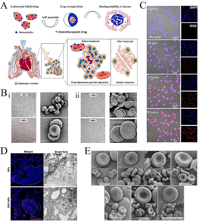 https://cdn.ncbi.nlm.nih.gov/pmc/blobs/4cd4/10767221/1a4ea86d8314/gr2.jpg