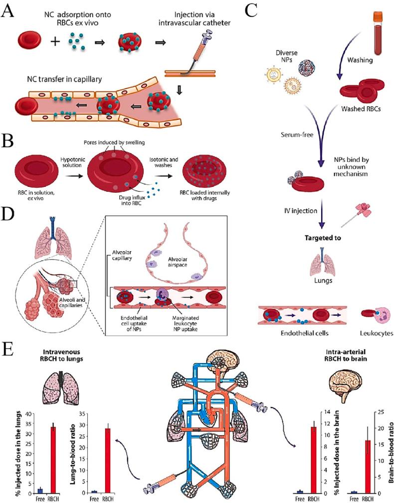 https://cdn.ncbi.nlm.nih.gov/pmc/blobs/4cd4/10767221/41f64a954a9a/gr1.jpg