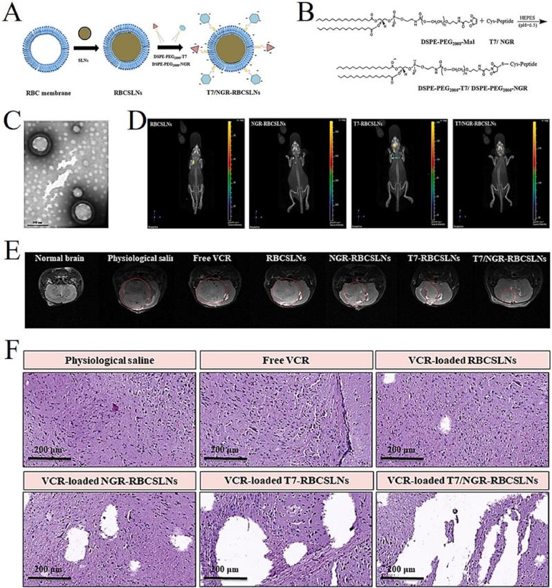 https://cdn.ncbi.nlm.nih.gov/pmc/blobs/4cd4/10767221/b5ebfaee5923/gr6.jpg