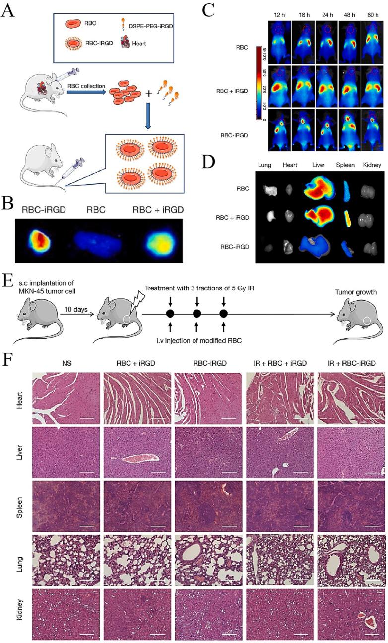 https://cdn.ncbi.nlm.nih.gov/pmc/blobs/4cd4/10767221/da6076e9ab0c/gr10.jpg