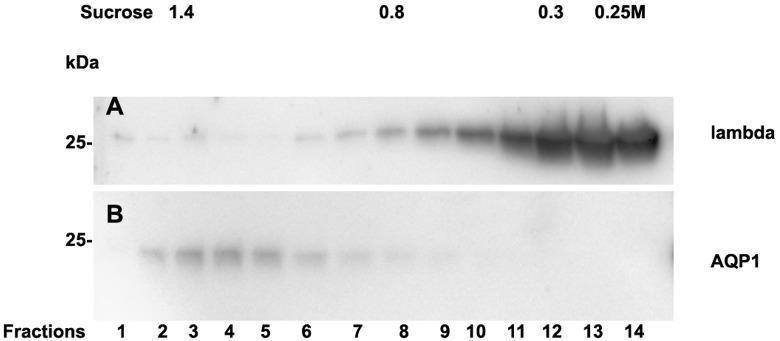 https://cdn.ncbi.nlm.nih.gov/pmc/blobs/4cd4/6778432/0c6b47917d1d/peerj-07-7819-g003.jpg