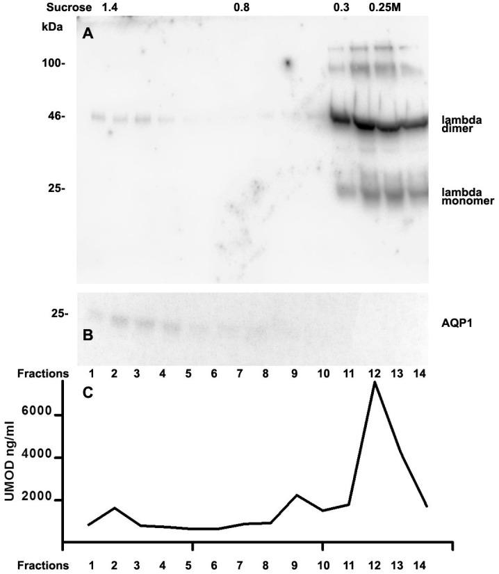https://cdn.ncbi.nlm.nih.gov/pmc/blobs/4cd4/6778432/62a2ad204bf3/peerj-07-7819-g006.jpg