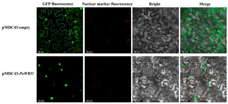 https://cdn.ncbi.nlm.nih.gov/pmc/blobs/4cd4/8267616/f8b701c3e6ba/ijms-22-06996-g004.jpg