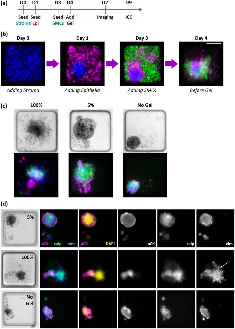 https://cdn.ncbi.nlm.nih.gov/pmc/blobs/4cd5/11532614/b49a0f65a7db/deae214f3.jpg
