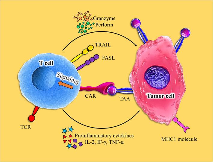 https://cdn.ncbi.nlm.nih.gov/pmc/blobs/4cd5/7831265/973a5f23623c/13287_2020_2128_Fig4_HTML.jpg