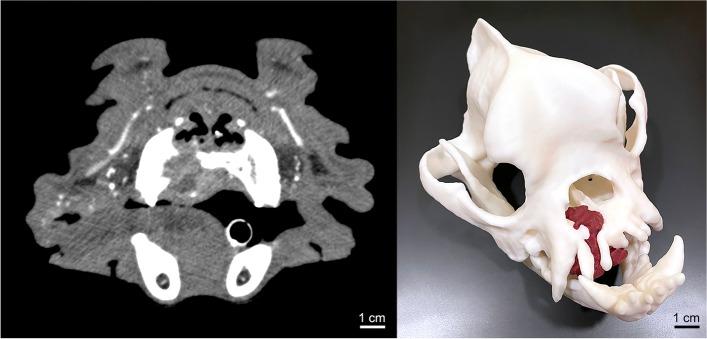 https://cdn.ncbi.nlm.nih.gov/pmc/blobs/4cd5/9178851/9284da6fb573/41205_2022_142_Fig1_HTML.jpg