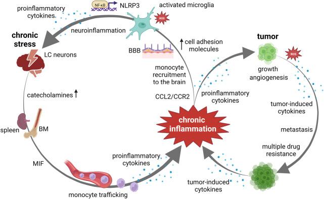 https://cdn.ncbi.nlm.nih.gov/pmc/blobs/4cd7/10067747/9c38147889b7/fphys-14-1119095-g002.jpg