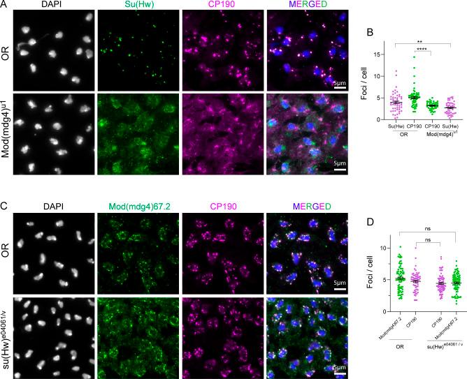 https://cdn.ncbi.nlm.nih.gov/pmc/blobs/4cdd/9297610/9d276debf865/LSA-2022-01536_FigS5.jpg