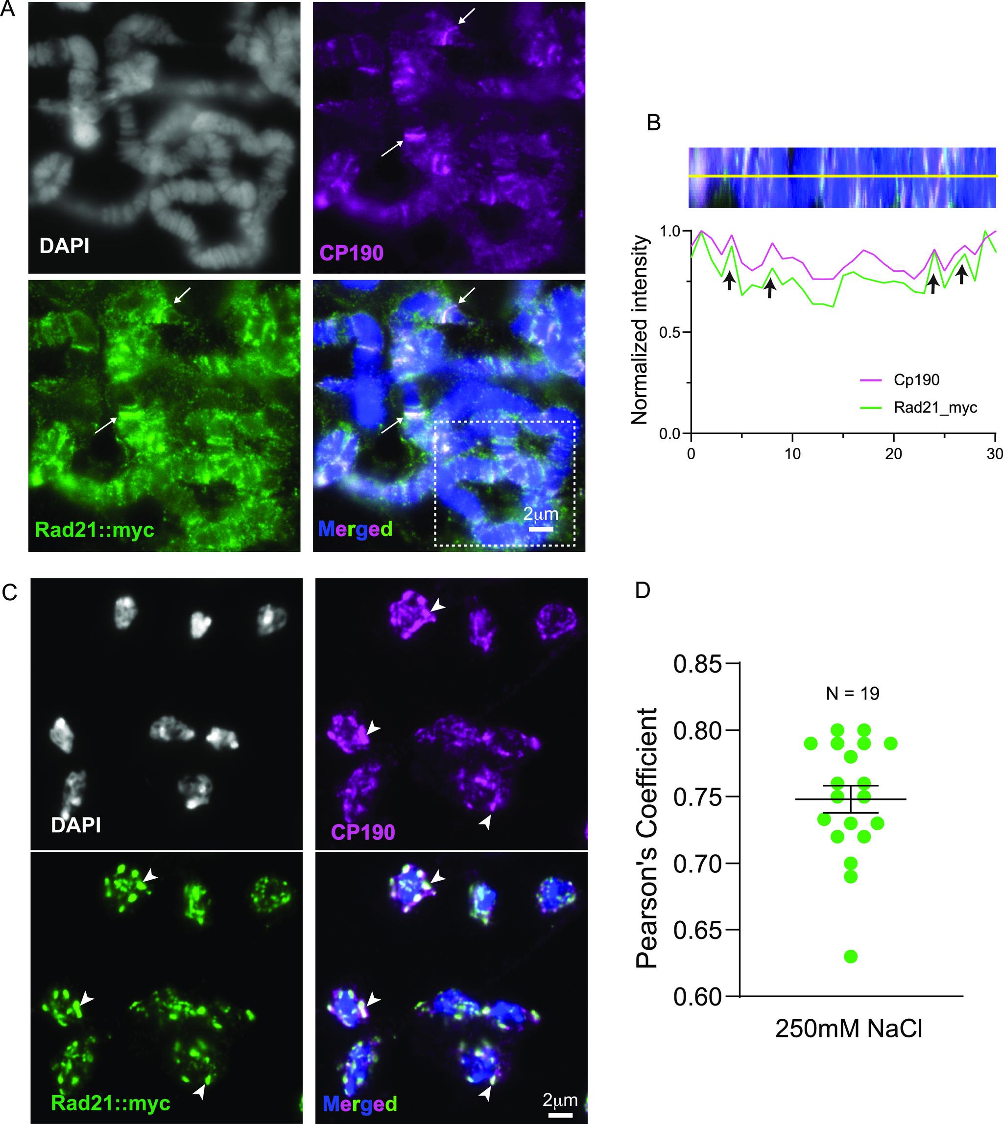 https://cdn.ncbi.nlm.nih.gov/pmc/blobs/4cdd/9297610/f216cad1aebc/LSA-2022-01536_Fig6.jpg