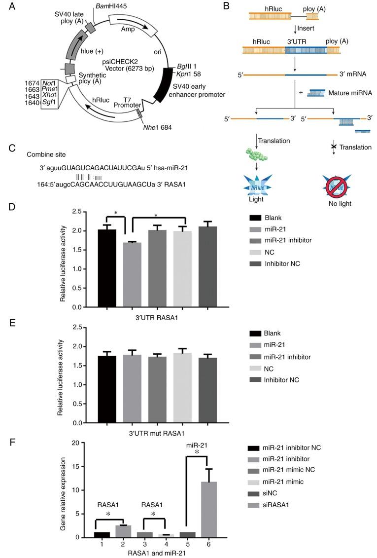 https://cdn.ncbi.nlm.nih.gov/pmc/blobs/4ce2/6365704/0b19b5a7abb2/OR-41-03-1627-g04.jpg