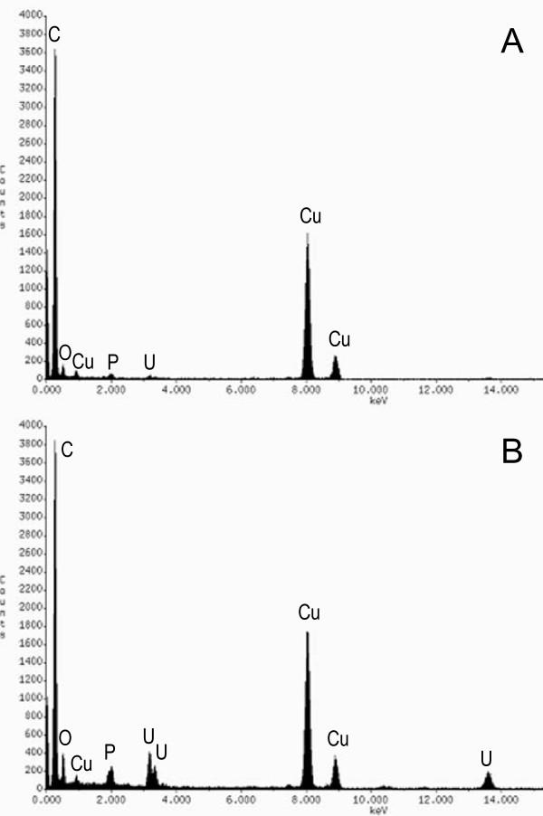 https://cdn.ncbi.nlm.nih.gov/pmc/blobs/4ce6/1829397/f236e7a0169e/1471-2180-7-16-7.jpg