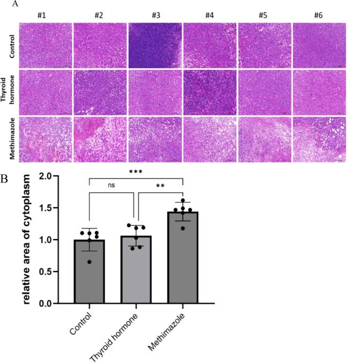 https://cdn.ncbi.nlm.nih.gov/pmc/blobs/4ce9/12310445/8037d3b10e21/fendo-16-1576665-g003.jpg