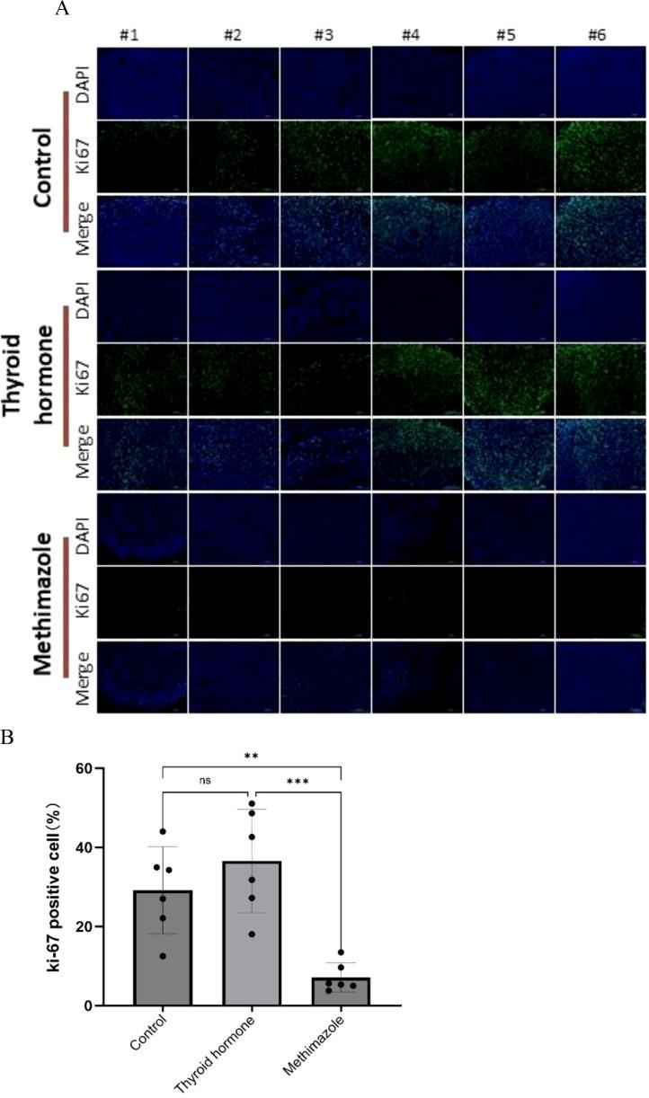 https://cdn.ncbi.nlm.nih.gov/pmc/blobs/4ce9/12310445/87550dcb48a9/fendo-16-1576665-g004.jpg