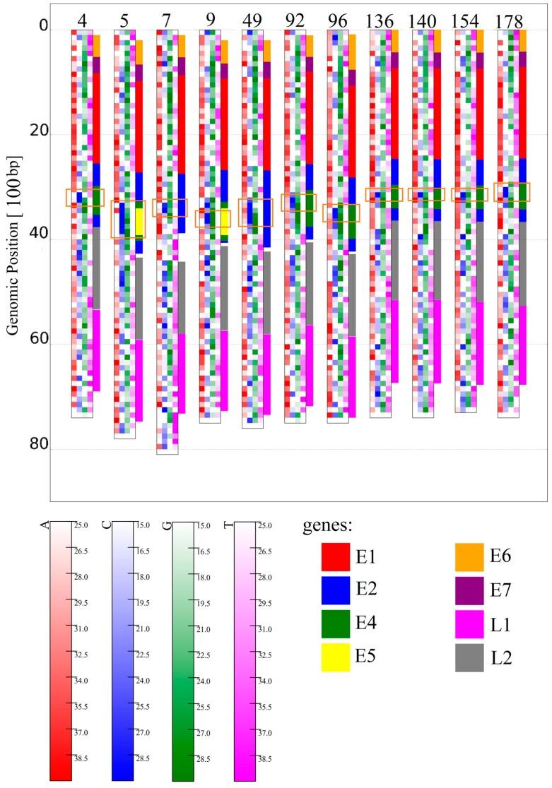https://cdn.ncbi.nlm.nih.gov/pmc/blobs/4cea/5406869/853bfad9c2f6/genes-08-00122-g001.jpg