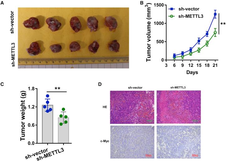 https://cdn.ncbi.nlm.nih.gov/pmc/blobs/4cf1/7057159/7e215b9fe7d2/gr6.jpg
