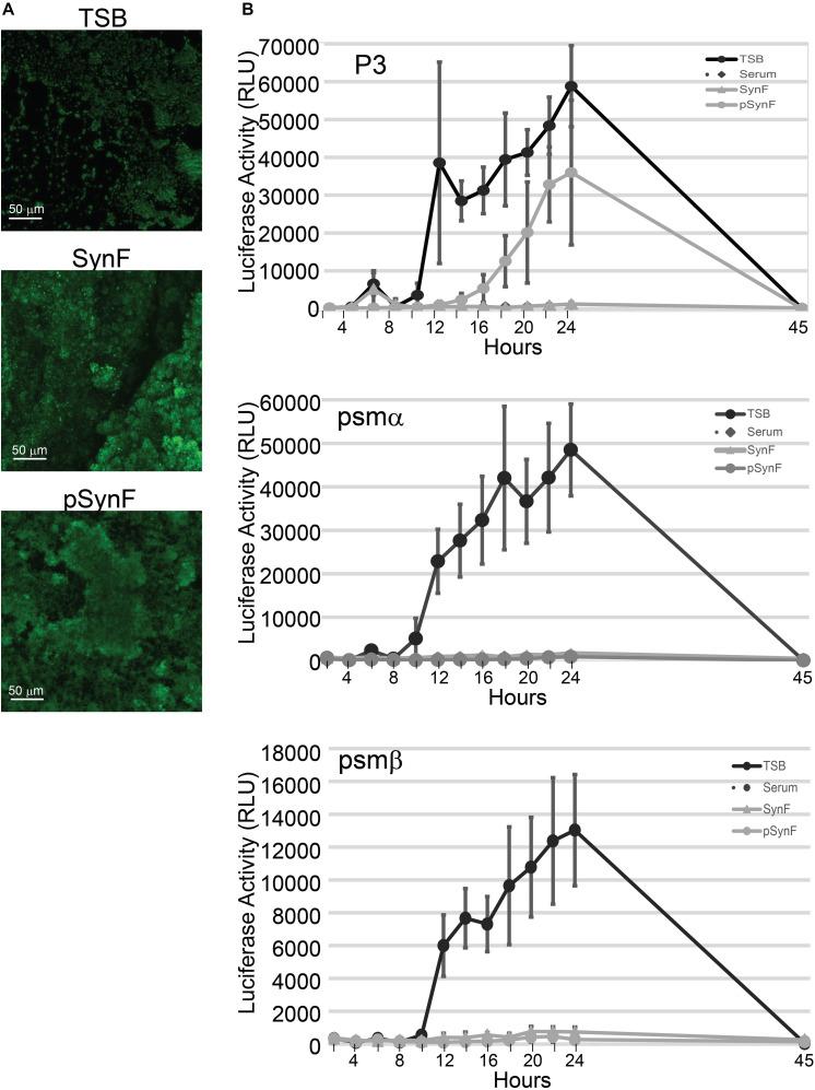https://cdn.ncbi.nlm.nih.gov/pmc/blobs/4cf2/8117011/92c0768e59b7/fmicb-12-655873-g005.jpg