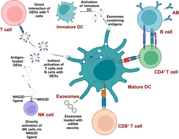 https://cdn.ncbi.nlm.nih.gov/pmc/blobs/4cf3/12067400/96a587246c33/CAC2-45-529-g002.jpg