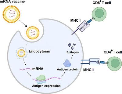 https://cdn.ncbi.nlm.nih.gov/pmc/blobs/4cf3/12067400/978f1eda399e/CAC2-45-529-g003.jpg