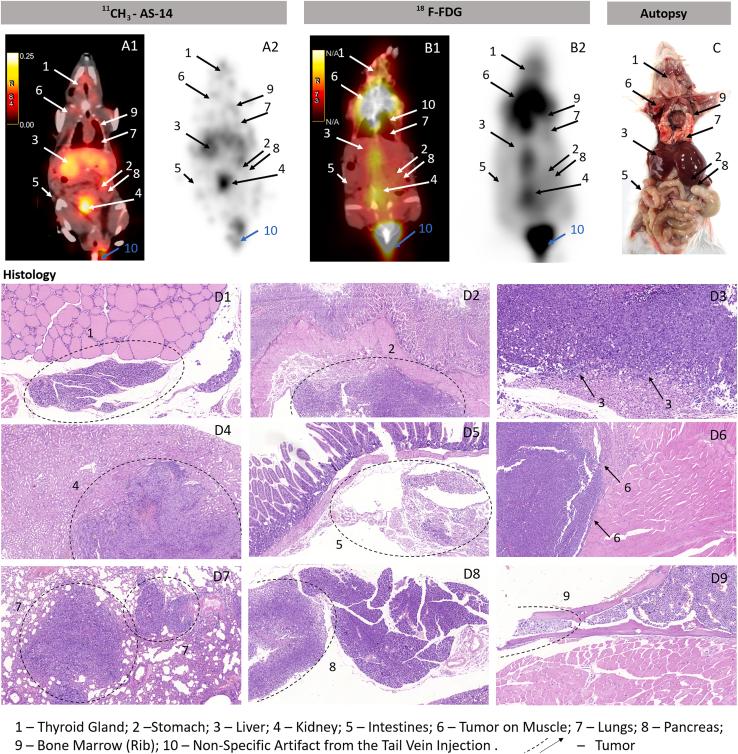 https://cdn.ncbi.nlm.nih.gov/pmc/blobs/4cf6/8601970/96898b8628c0/gr5.jpg