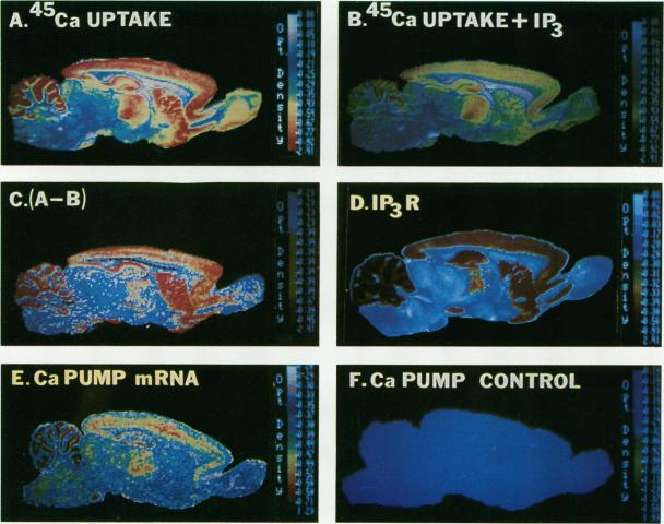 https://cdn.ncbi.nlm.nih.gov/pmc/blobs/4cf9/361662/d106d3df3373/cellregul00047-0074-a.jpg
