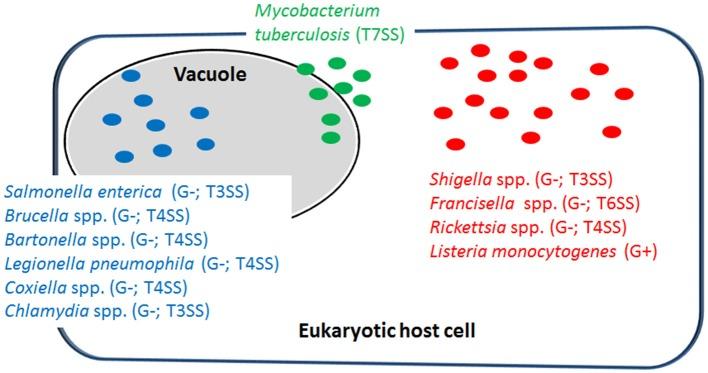 https://cdn.ncbi.nlm.nih.gov/pmc/blobs/4cfb/5508010/7150186f22ea/fcimb-07-00316-g0001.jpg
