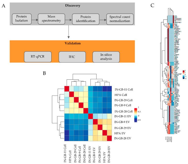 https://cdn.ncbi.nlm.nih.gov/pmc/blobs/4cfd/9028996/711124cc2fb5/cancers-14-01984-g001.jpg