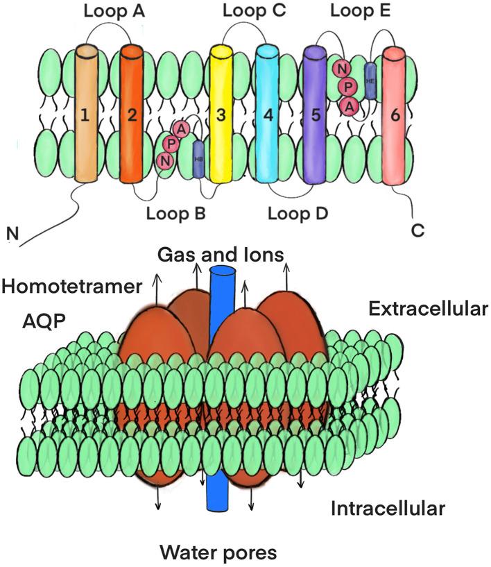https://cdn.ncbi.nlm.nih.gov/pmc/blobs/4cfe/11814447/b1e68cac95fc/fnins-19-1518967-g0002.jpg