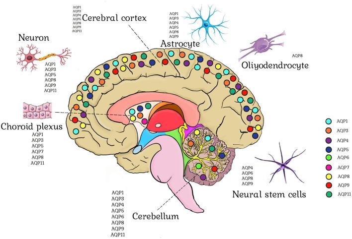 https://cdn.ncbi.nlm.nih.gov/pmc/blobs/4cfe/11814447/cd1aab90f604/fnins-19-1518967-g0003.jpg