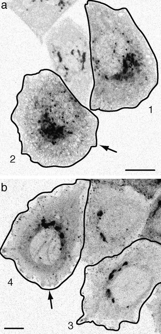 https://cdn.ncbi.nlm.nih.gov/pmc/blobs/4d02/2156170/2cb95147908a/JCB9907113.f7ab.jpg