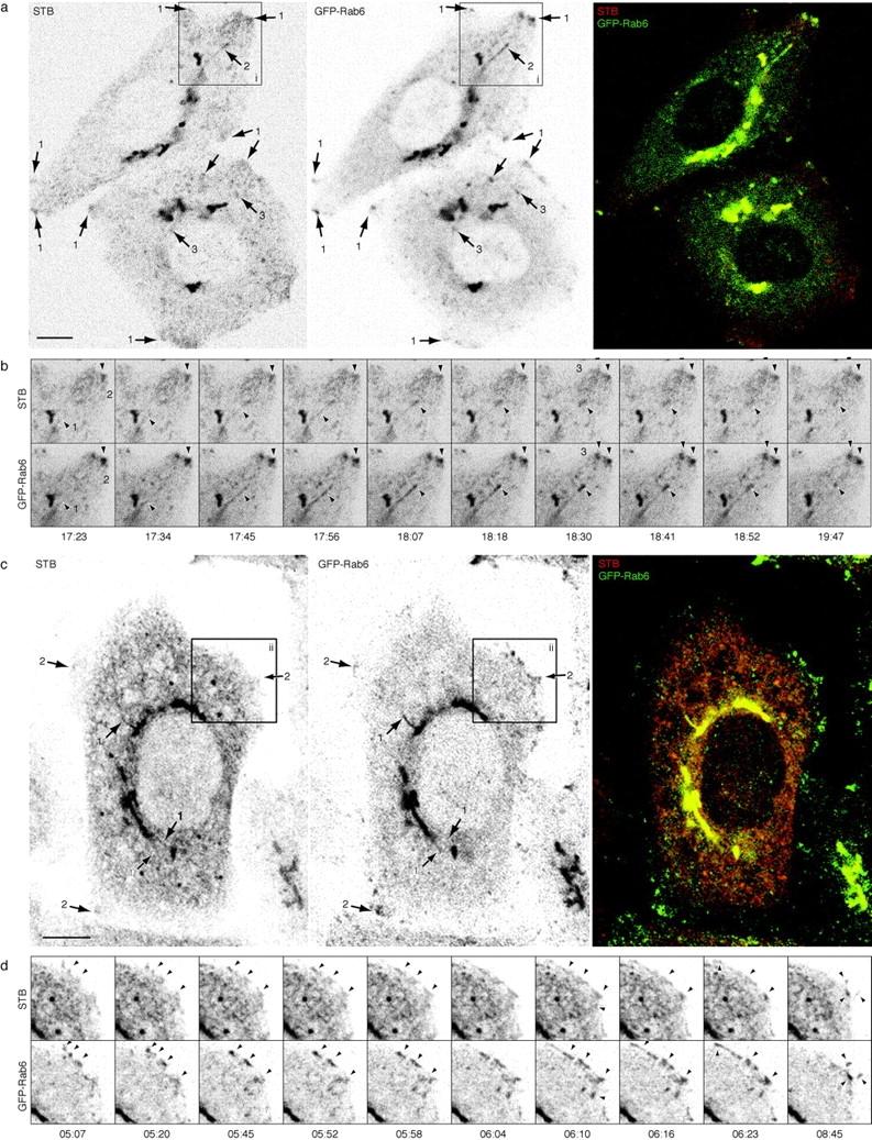 https://cdn.ncbi.nlm.nih.gov/pmc/blobs/4d02/2156170/c6584b07469b/JCB9907113.f4.jpg