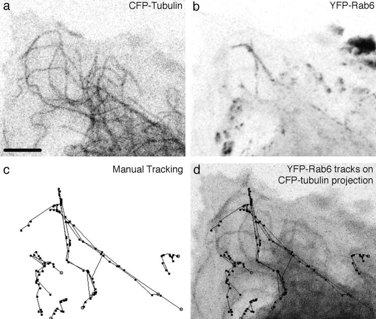 https://cdn.ncbi.nlm.nih.gov/pmc/blobs/4d02/2156170/e067a41a16a9/JCB9907113.f3.jpg