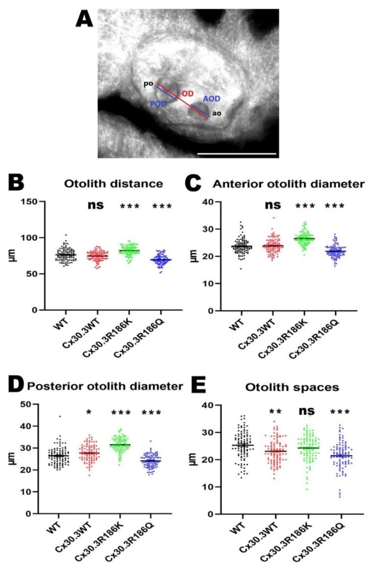 https://cdn.ncbi.nlm.nih.gov/pmc/blobs/4d03/7290585/4596bd799815/cells-09-01291-g005.jpg